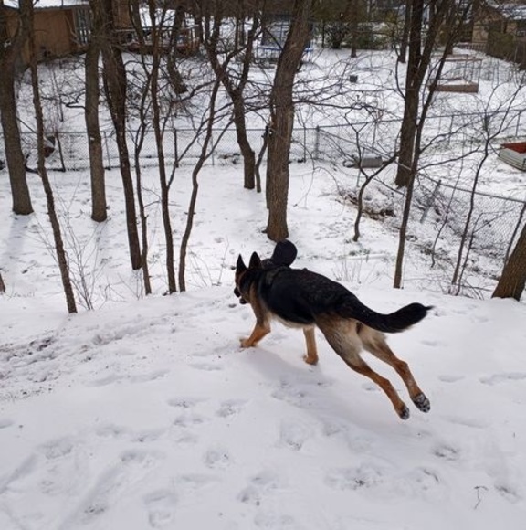 Meet your Posher, Joshua - Picture 1 of 1